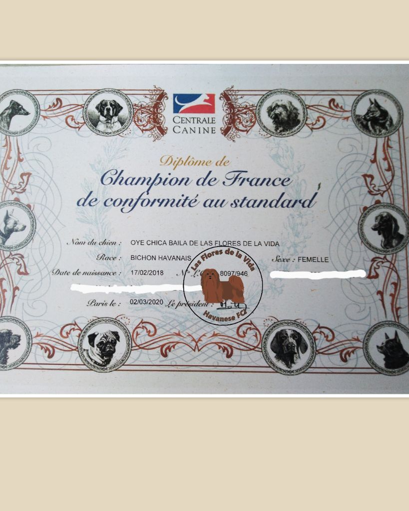 de las flores de la vida - Diplôme de Championne de France de conformité au standard pour Oyé