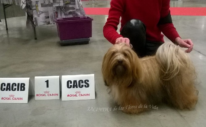 de las flores de la vida - PARIS DOG SHOW 2016