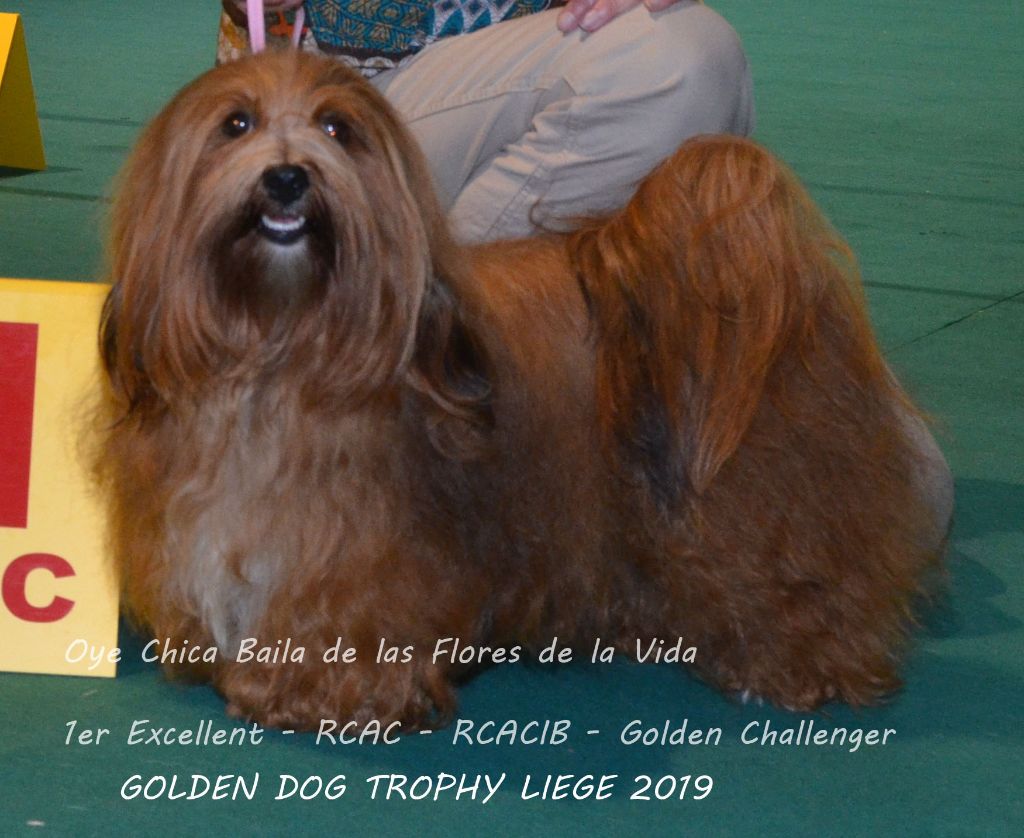 de las flores de la vida - GOLDEN DOG TROPHY LIEGE 2019