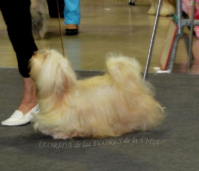 de las flores de la vida - CHAMPION BELGE DE BEAUTE 2013
