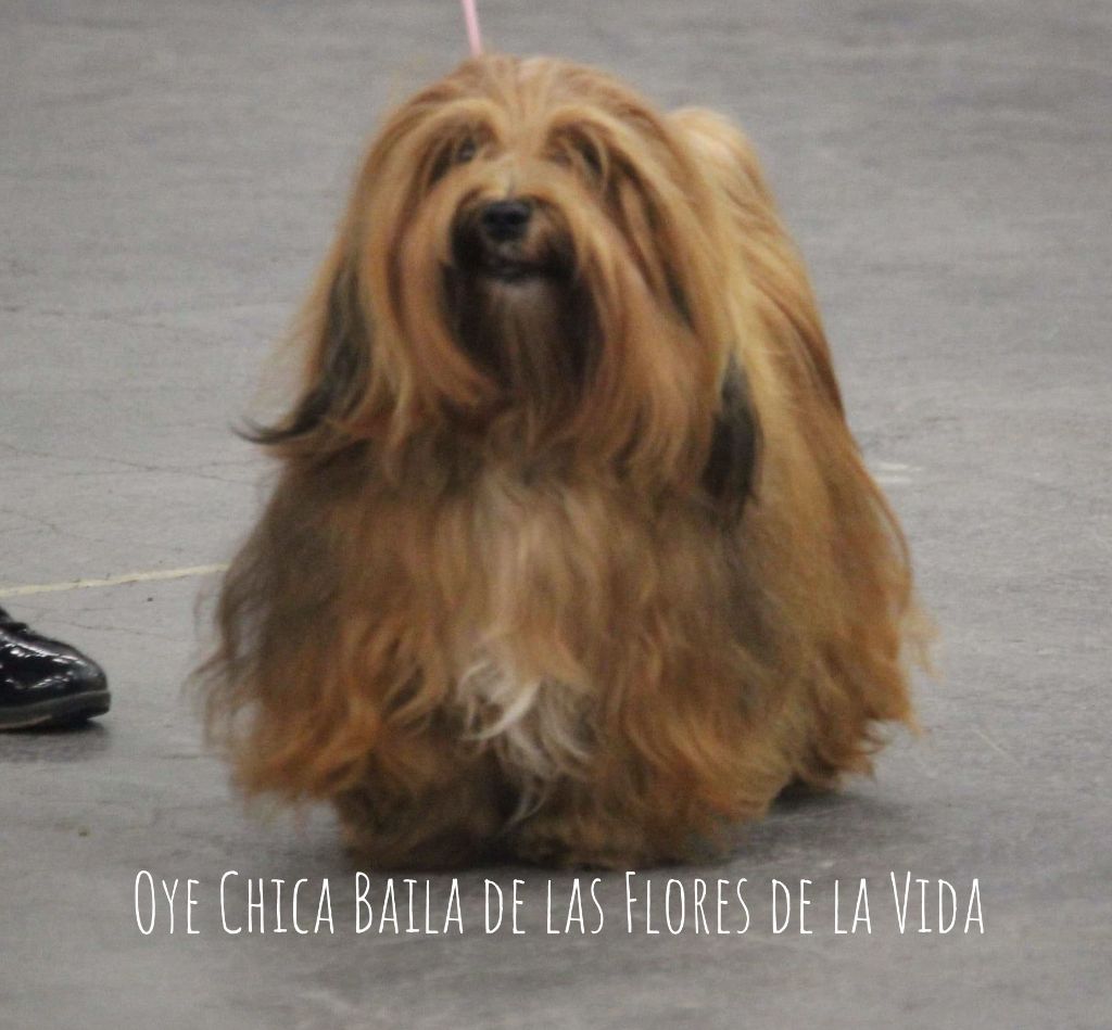de las flores de la vida - Résultats d expositions pour Oyé Chica Baila de las Flores de la Vida