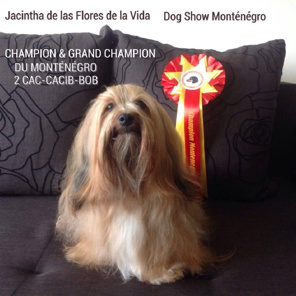 de las flores de la vida - DOG SHOW BAR MONTENEGRO