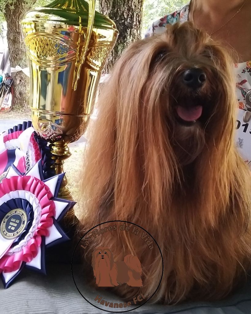 de las flores de la vida - Régionale d'Elevage du club des Bichons et PCL