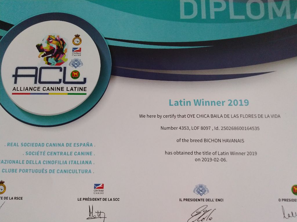 de las flores de la vida - Titre de LATIN WINNER 2019 (France)